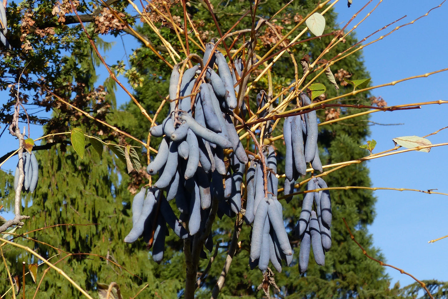 7 BLUE SAUSAGE FRUIT Edible & Ornamental Decaisnea Fargesii Tree Shrub Seeds