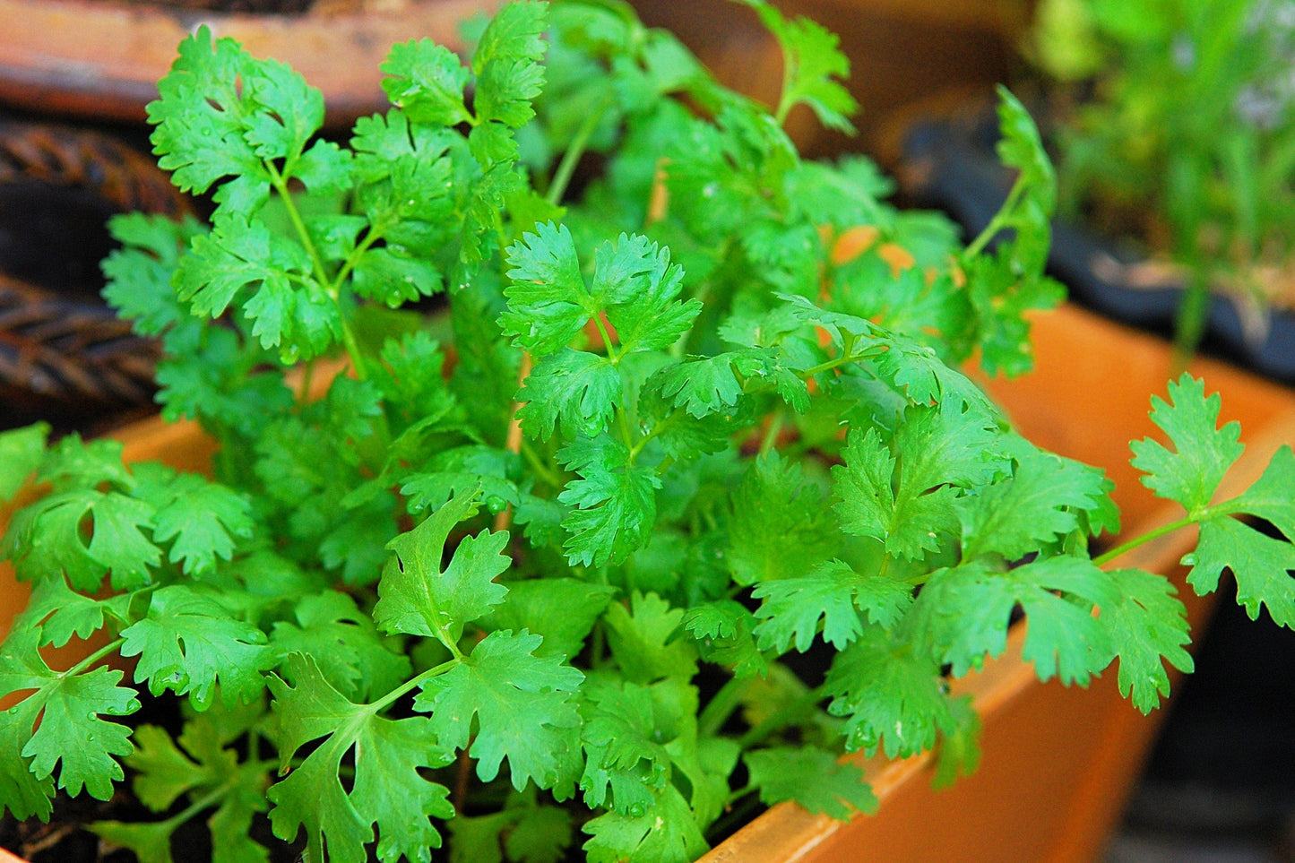 100 FIESTA Green CILANTRO / CORIANDER Coriandrum Sativum Herb Vegetable Seeds