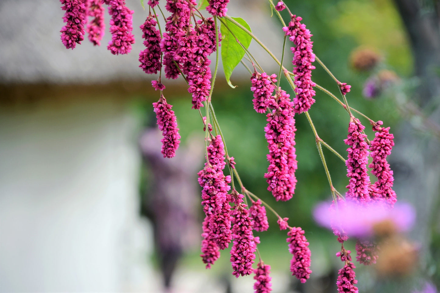 10 KISS ME OVER THE GARDEN GATE Princess Feather Polygonum Orientale Persicaria Orientalis Magenta Pink Flower Herb Seeds