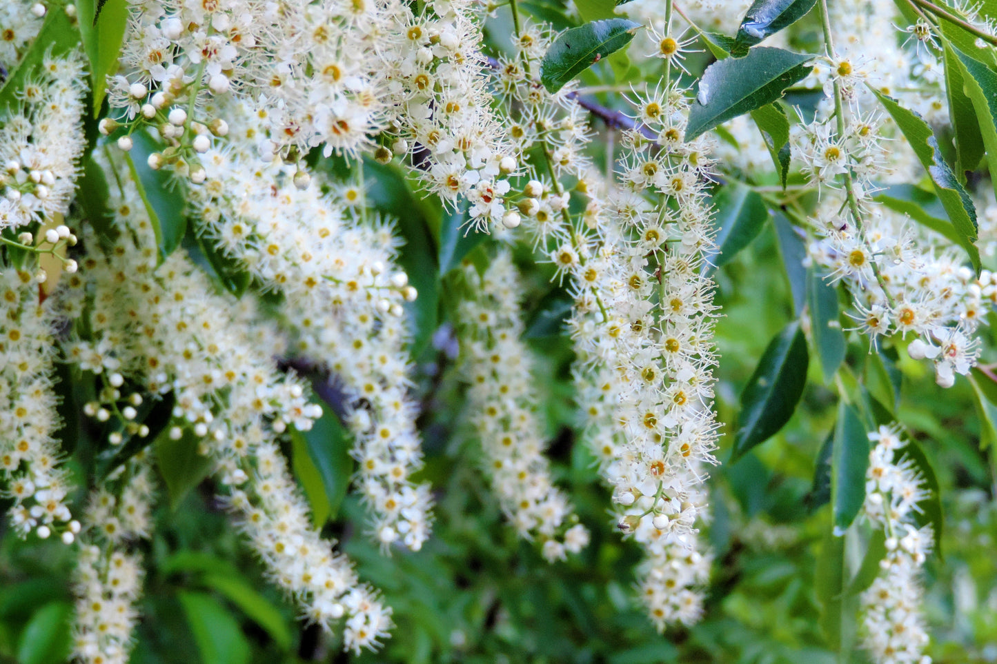 30 BLACK CHERRY Fruit Tree Prunus Serotina Fragrant White Flowers Seeds