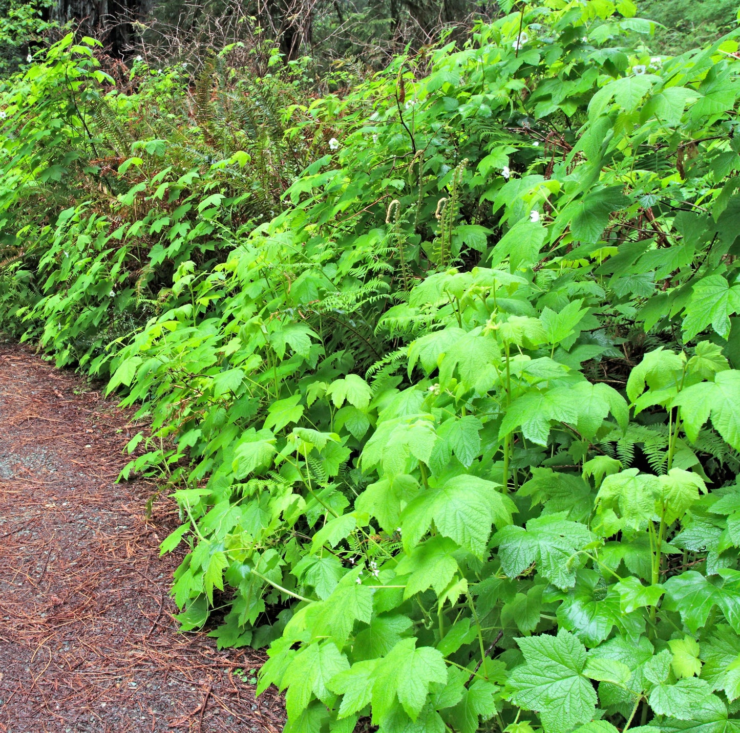 50 THIMBLEBERRY Rubus Parviflorus Edible Red Berry Fruit Native White Flower Sun or Shade Shrub Seeds