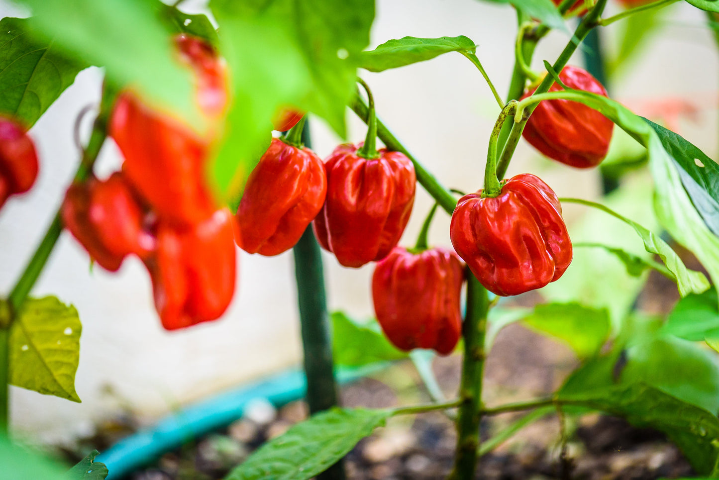 50 Hot RED HABANERO PEPPER Capsicum Chinense Vegetable Seeds