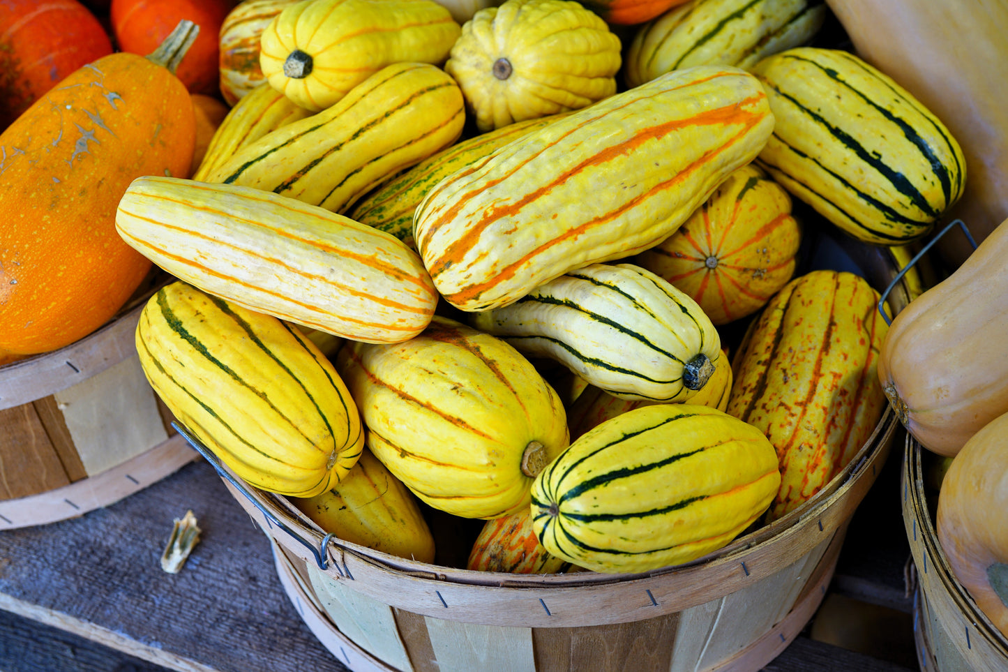 50 DELICATA SQUASH Striped Sweet Potato Cucurbita Pepo Vegetable Seeds