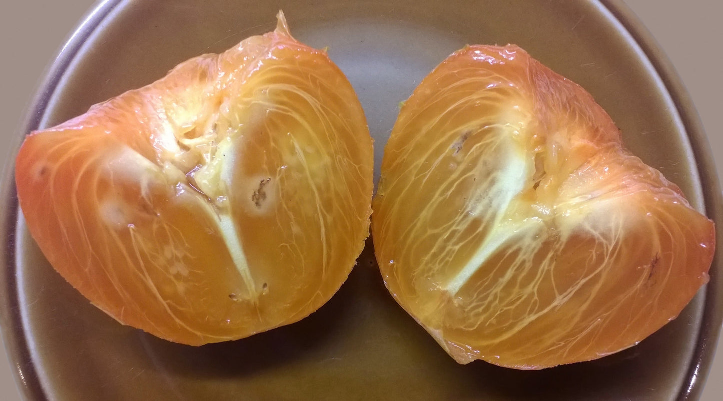 10 ITALIAN PERSIMMON TREE Dateplum Date Plum Fruit Diospyros Lotus Seeds