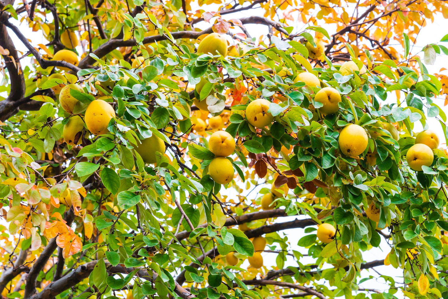 20 Chinese QUINCE FRUIT TREE Chaenomeles Sinensis Pseudocydonia Fruit Flower Seeds Thornless