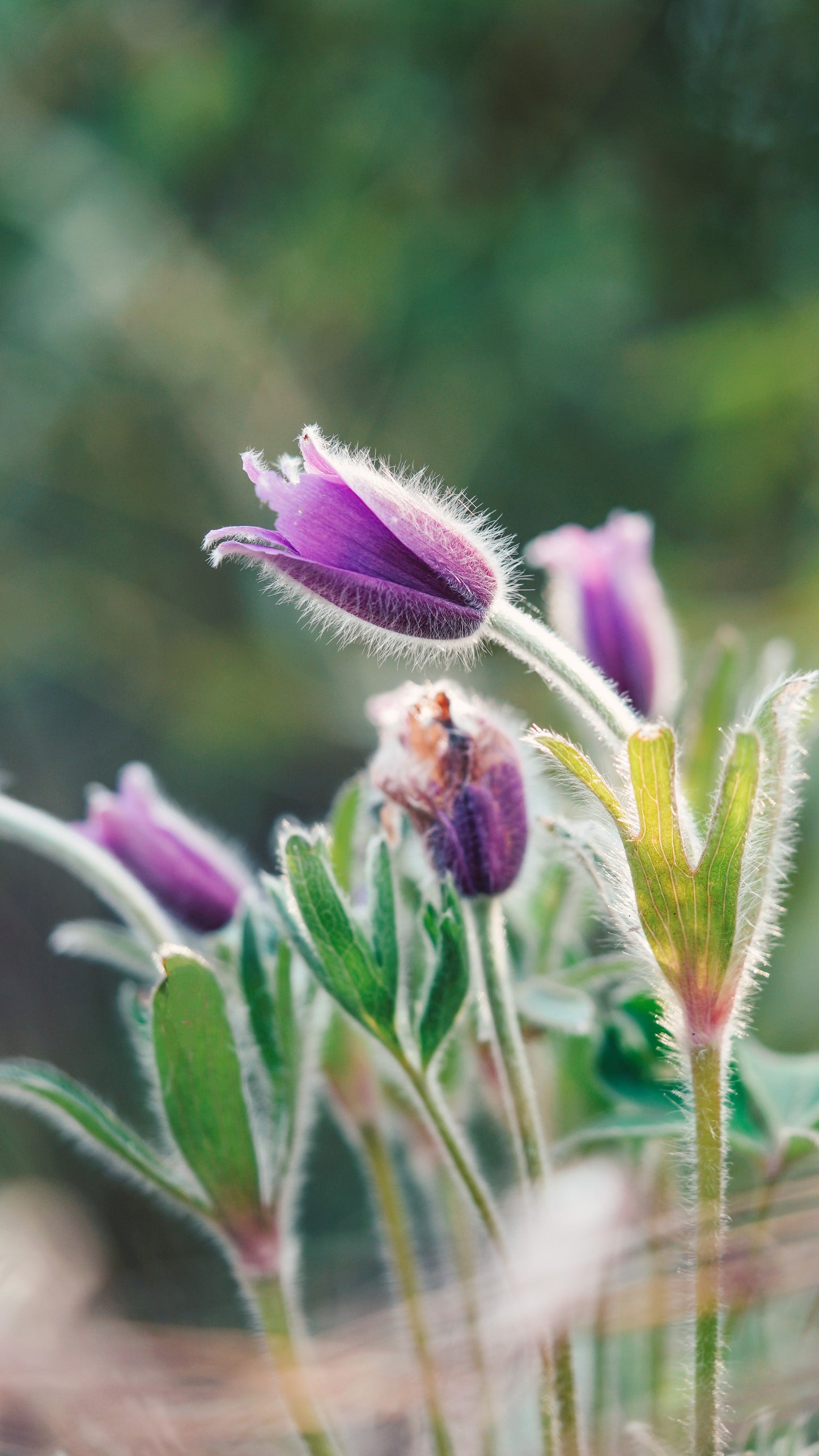 50 PULSATILLA Chinensis / Chinese Purple PASQUE Flower ANEMONE Herb Seeds