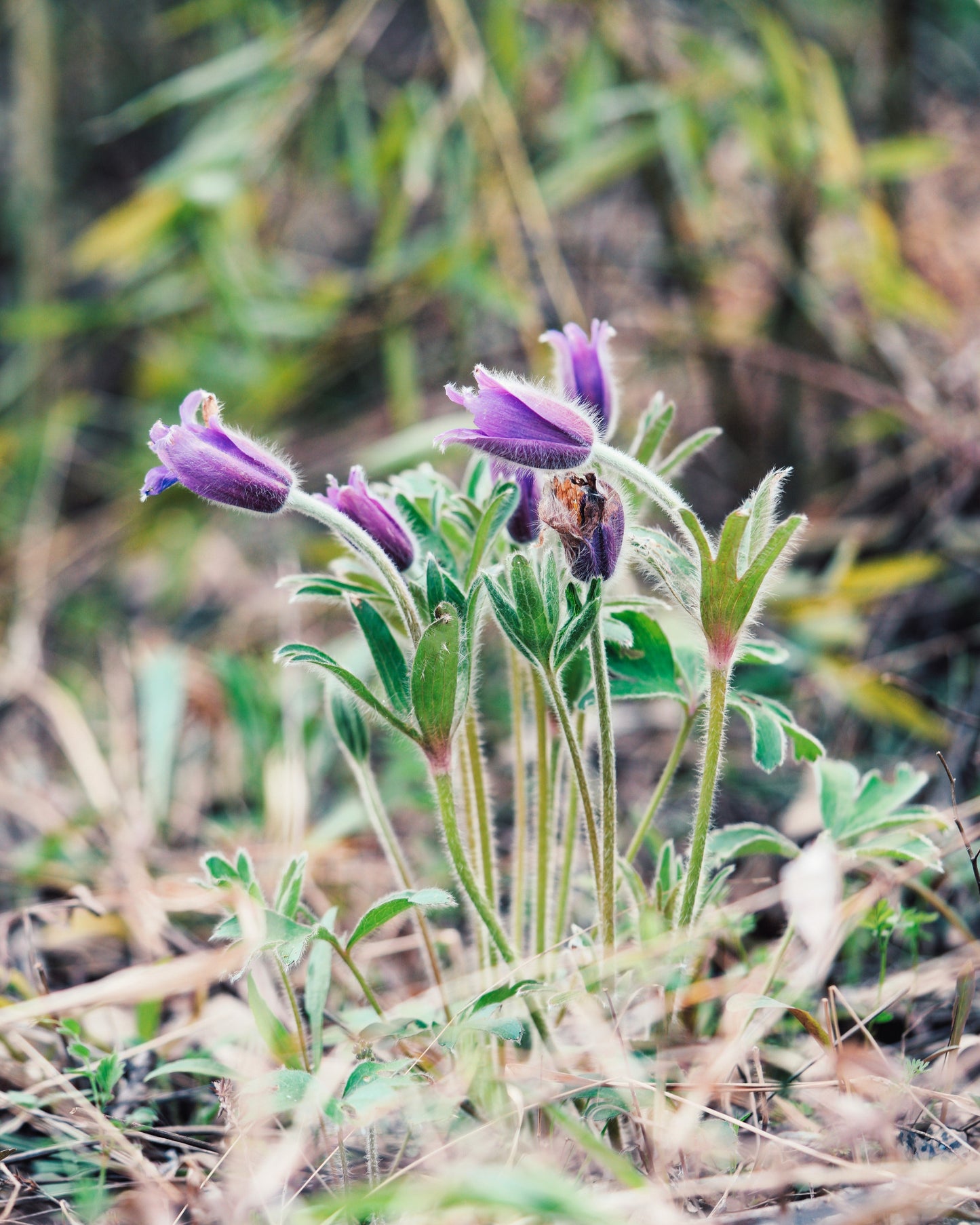 50 PULSATILLA Chinensis / Chinese Purple PASQUE Flower ANEMONE Herb Seeds