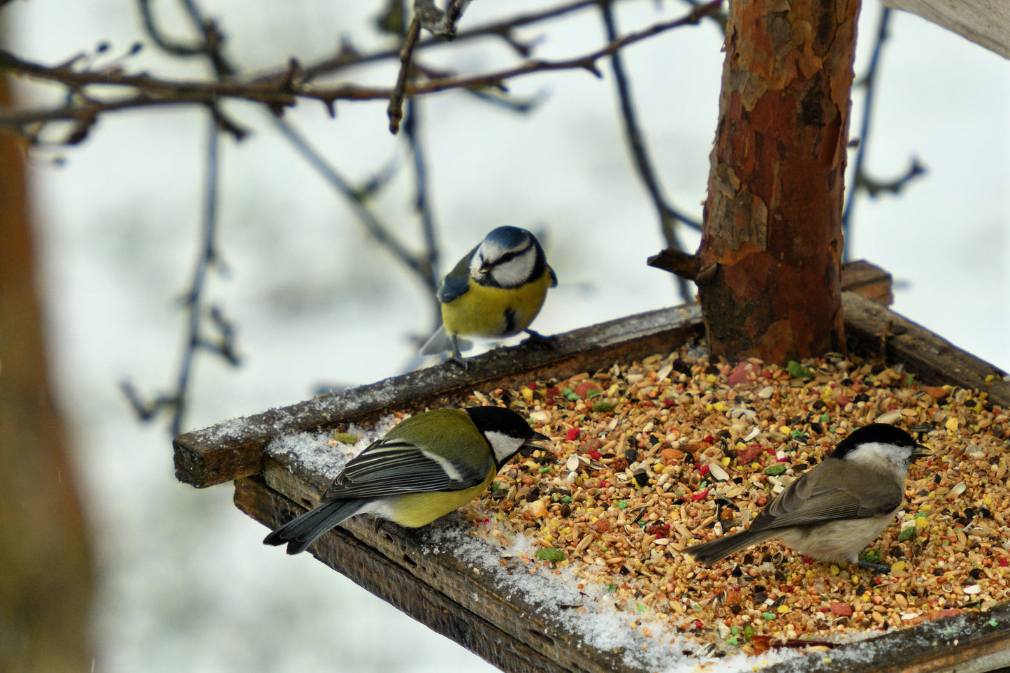 200 PROSO MILLET White Common Panicum Miliaceum Ornamental Grass Vegetable Seeds