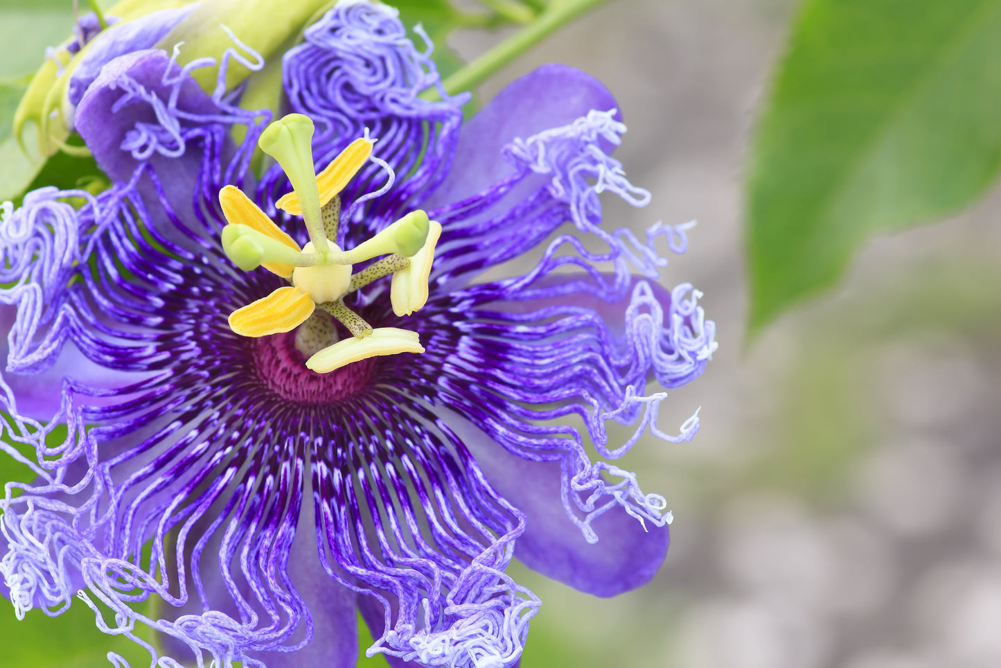 10 Purple PASSION FLOWER Passion FRUIT Granadilla Passiflora Incarnata Vine Seeds