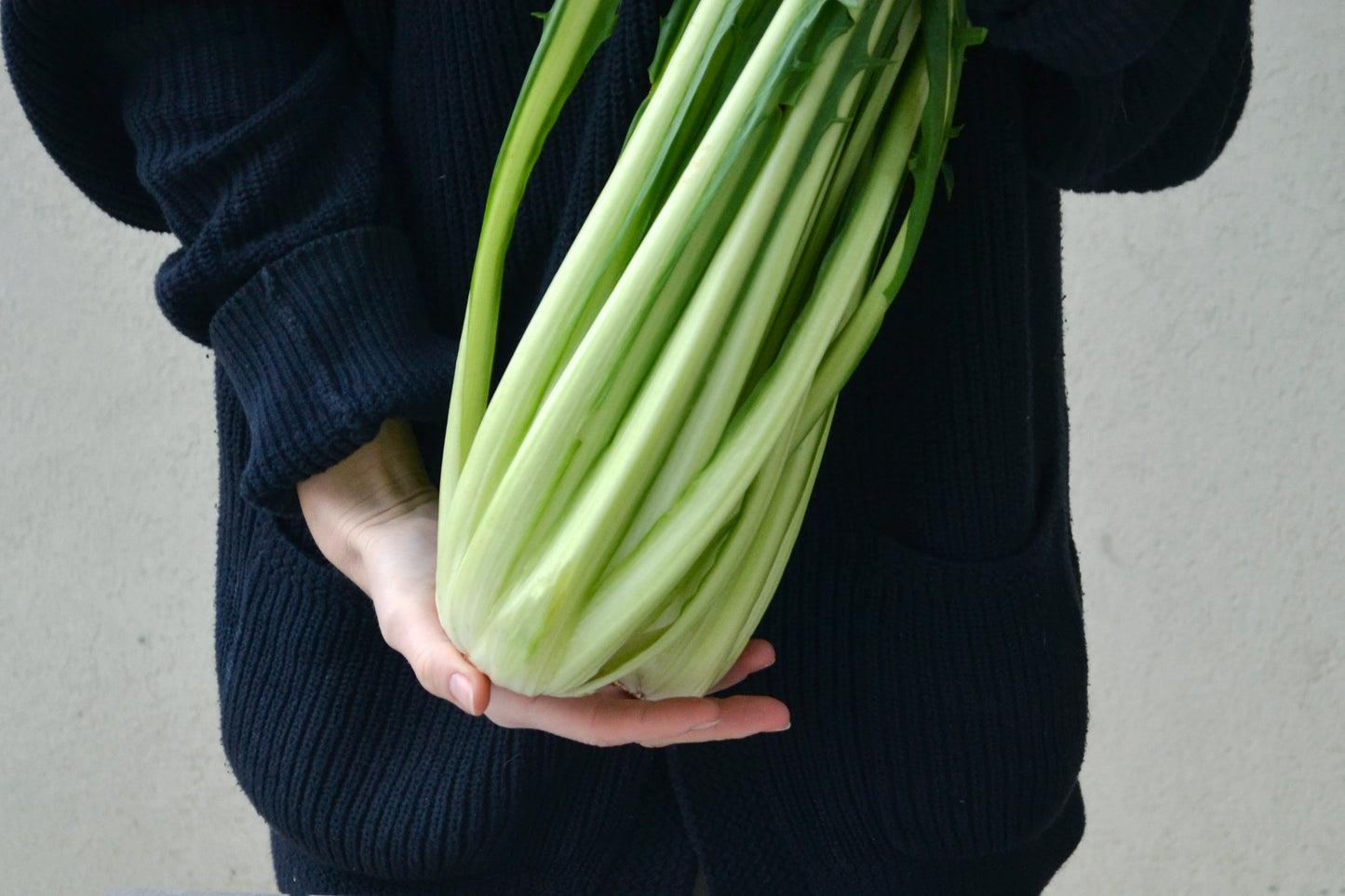 250 CICORIA CATALOGNA Puntarelle Chicorium Chicory Vegetable Seeds