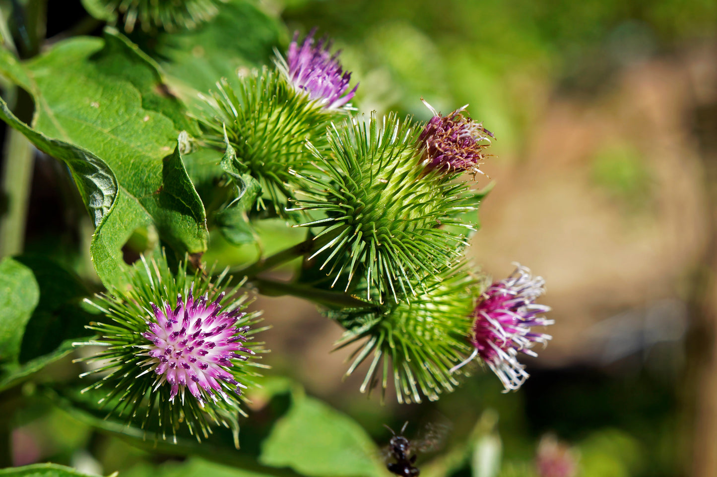 200 Great BURDOCK Arctium Lappa (Edible Burdock / Cockle-Button / Beggar's Buttons) HERB Flower Seeds