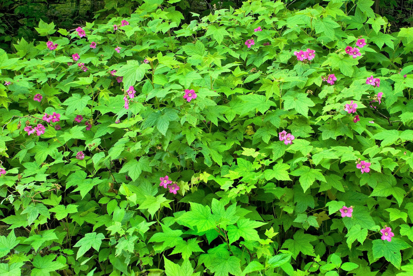 20 PURPLE FLOWERING RASPBERRY Thornless Edible Rubus Odoratus Fruit Berry Seeds