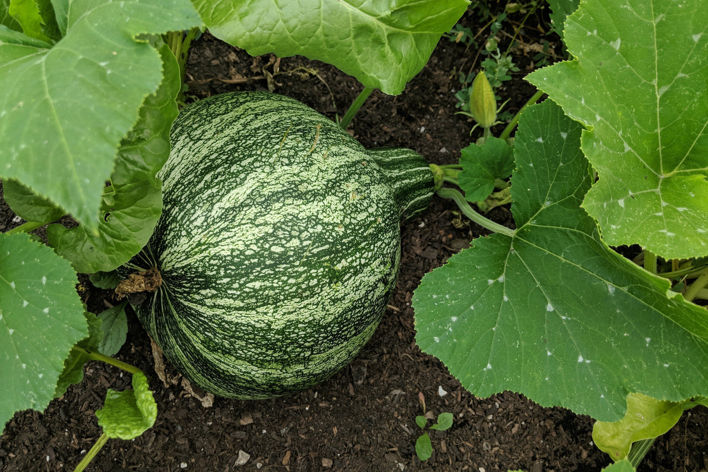 30 Green Striped CUSHAW SQUASH PUMPKIN (Tennessee Sweet Potato Squash) Cucurbita Mixta Vegetable Seeds