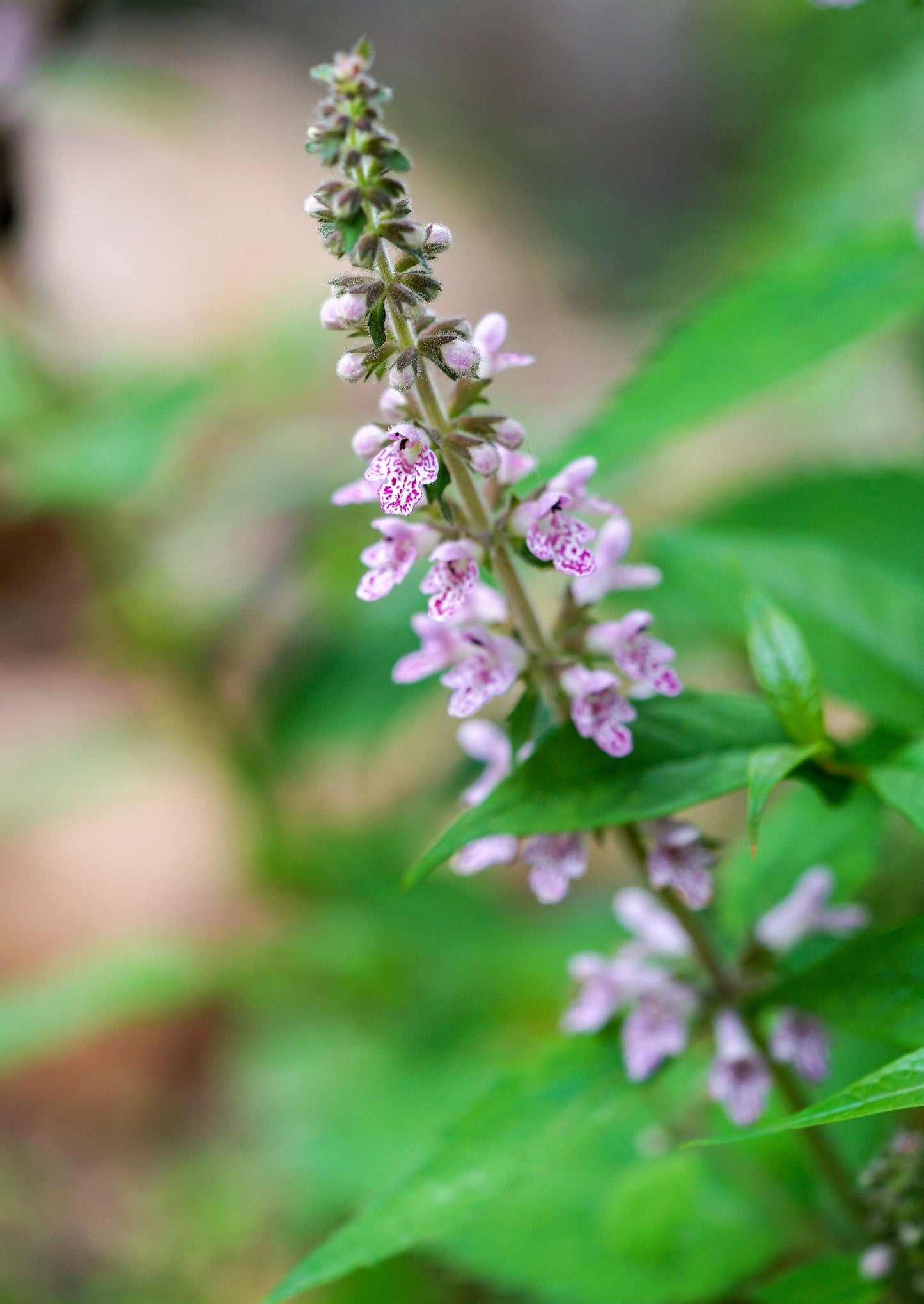 100 Pink CHINESE MOTHERWORT Leonurus Japonicus Siberian Honey Herb Flower Seeds