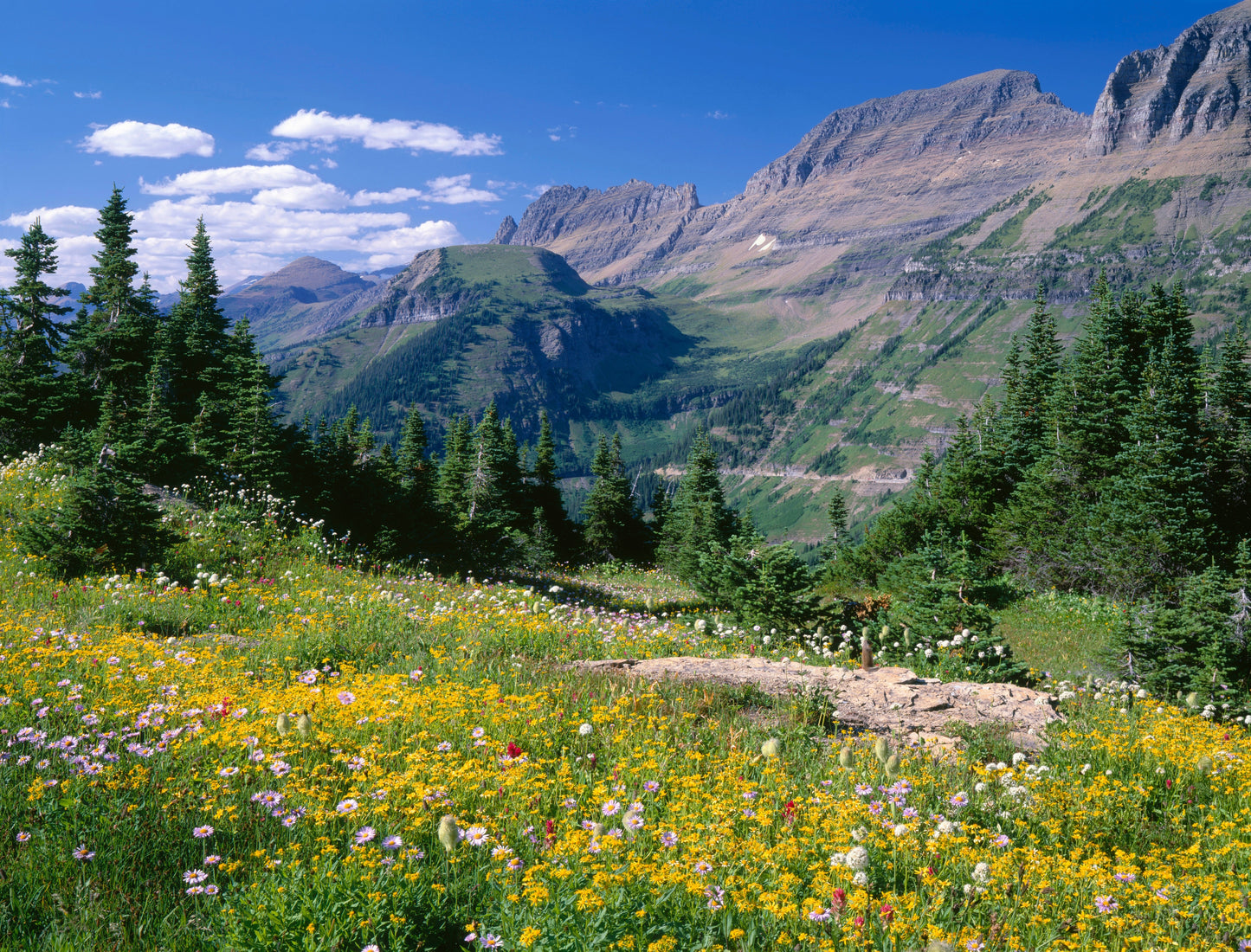 15 MOUNTAIN ARNICA Montana Wolf's Bane Yellow Flower Herb Seeds