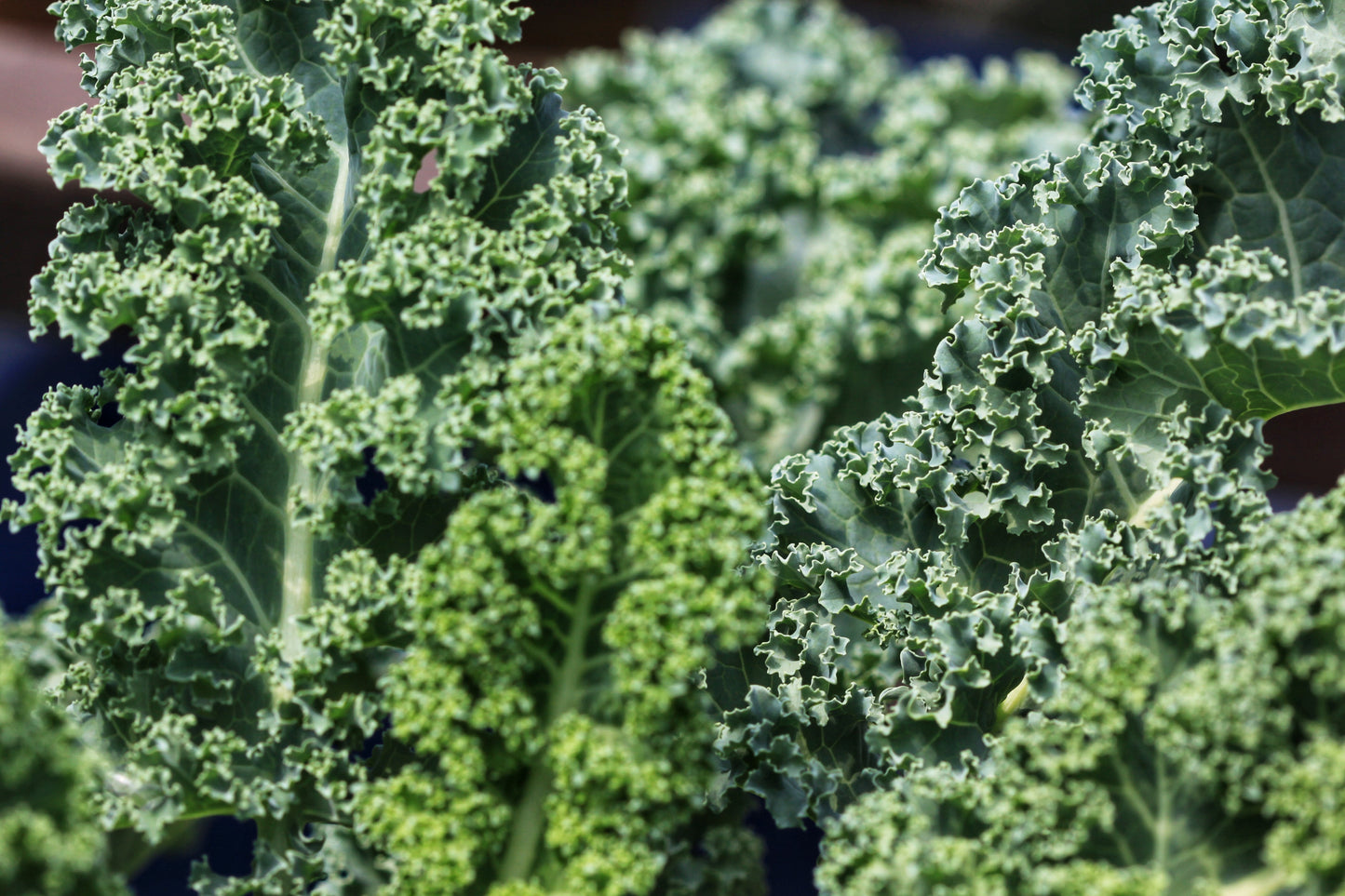 2500 VATES Blue CURLED KALE / Dwarf Blue Curled Scotch Kale Brassica Oleracea Vegetable Seeds