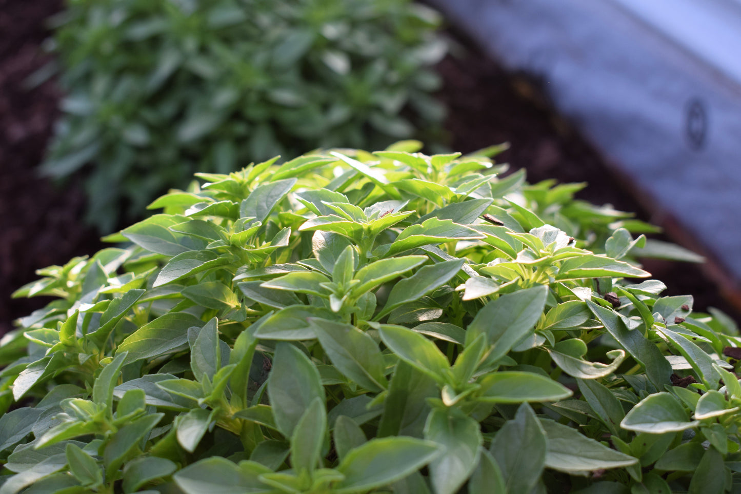 200 SPICY GLOBE BASIL Ocimum Basilicum Herb Flower Seeds