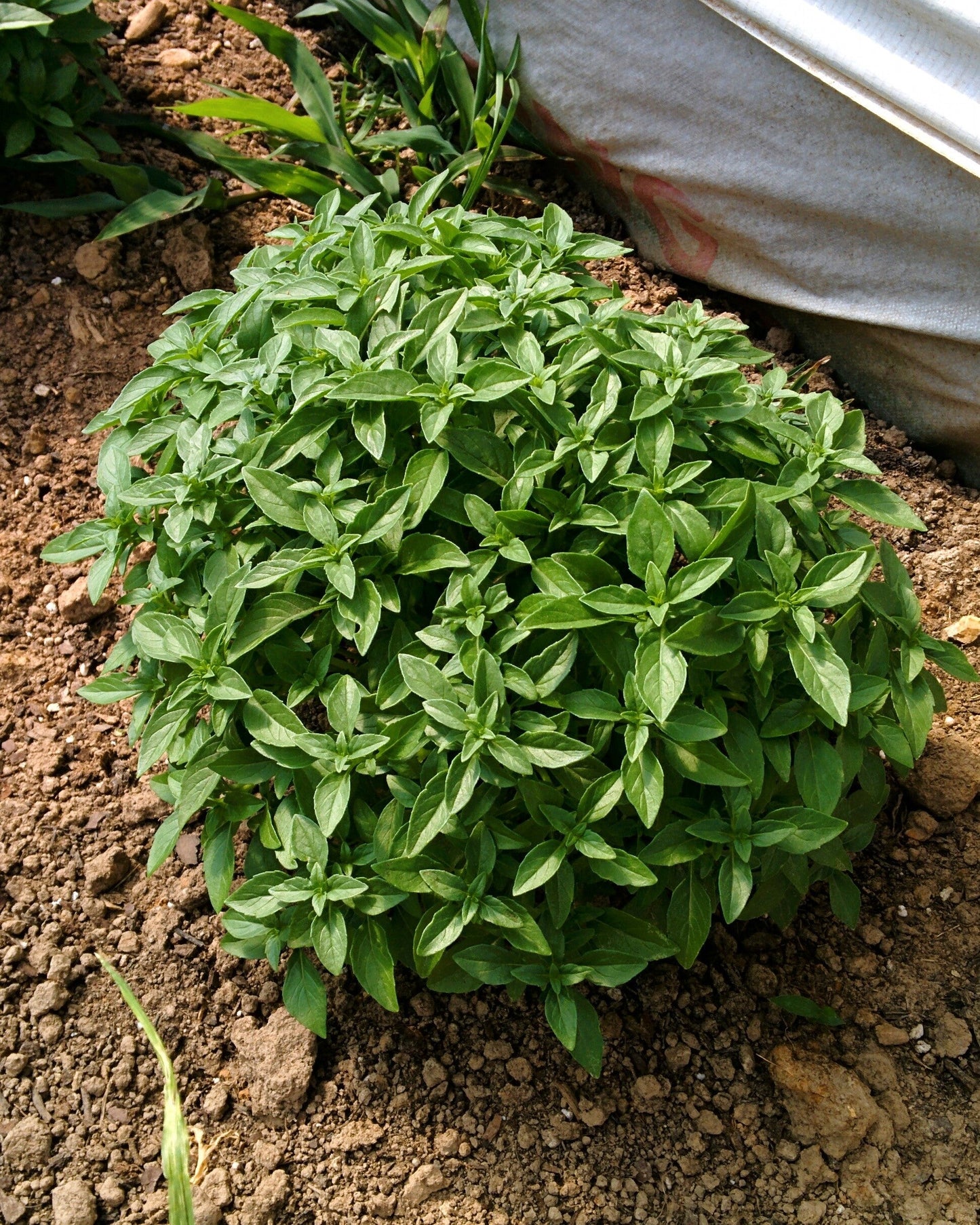 200 SPICY GLOBE BASIL Ocimum Basilicum Herb Flower Seeds