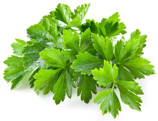 100 FIESTA Green CILANTRO / CORIANDER Coriandrum Sativum Herb Vegetable Seeds