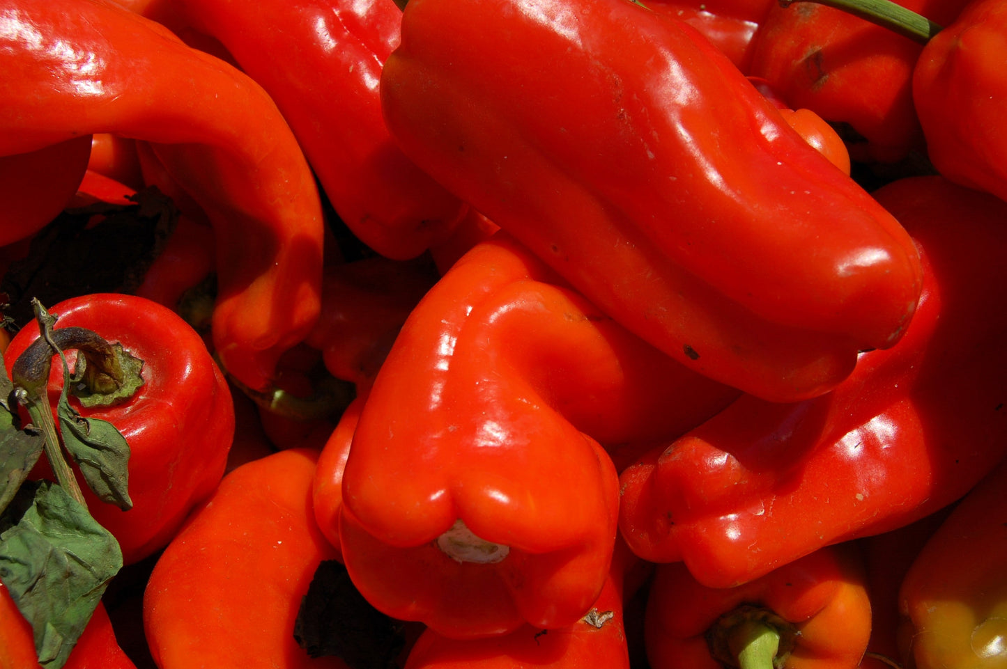 75 CUBANELLE PEPPER (Italian Sweets / Banana Pepper / Italian Frying Pepper) Capsicum Annuum Vegetable Seeds