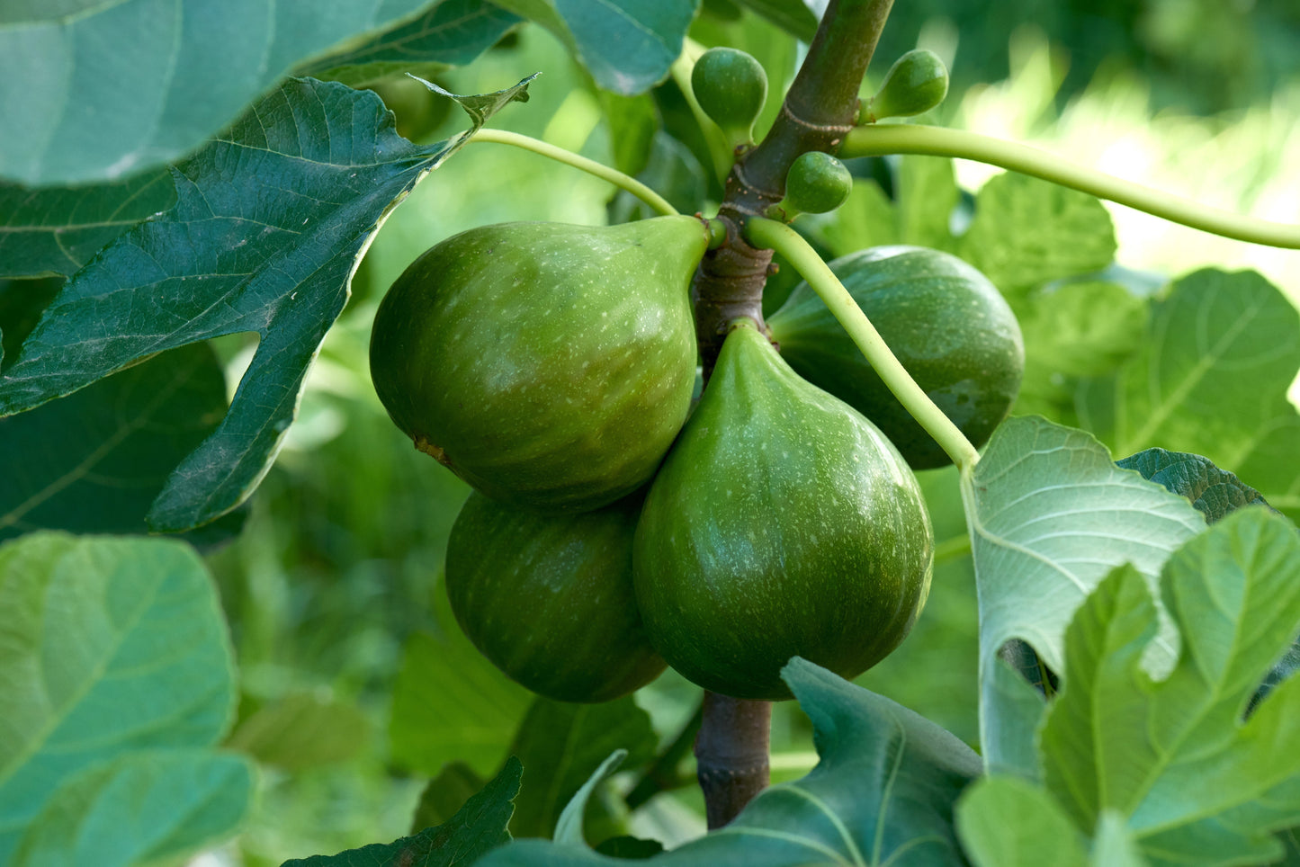 30 COMMON Edible FIG TREE Ficus Carica Purple Brown Skin Pink Flesh Fruit Seeds