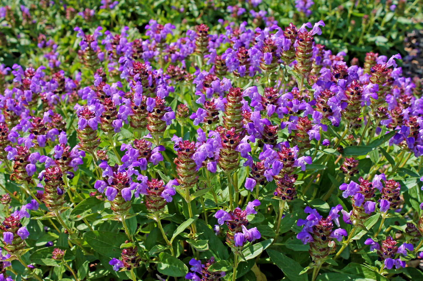 100 HEAL ALL Self Heal Prunella Vulgaris Purple Herb Flower Seeds