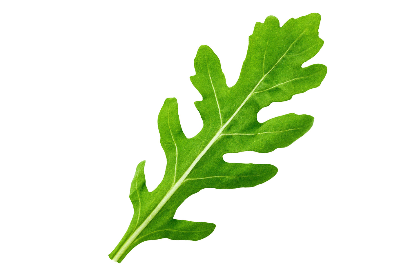 2000 ARUGULA Eruca Vesicaria Sativa Greens Vegetable Seeds