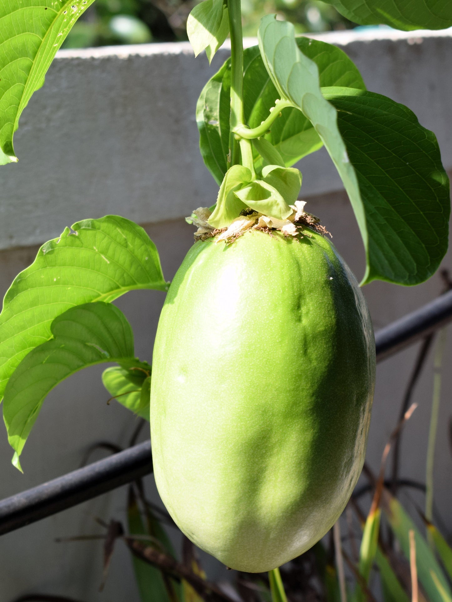 5 GIANT GRANADILLA Red Passion Flower Passiflora Quadrangularis Yellow Fruit Vine Seeds