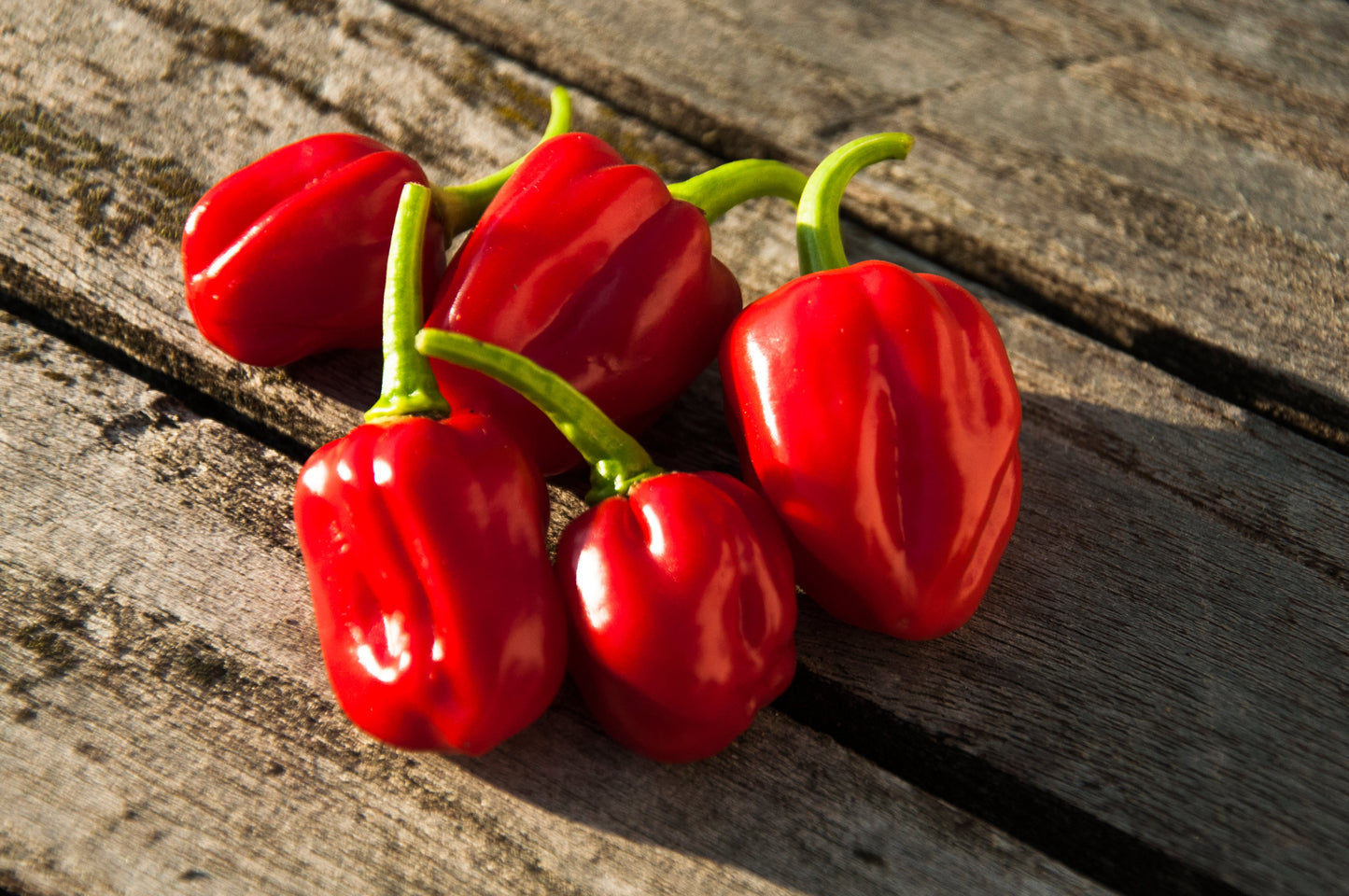 50 Hot RED HABANERO PEPPER Capsicum Chinense Vegetable Seeds