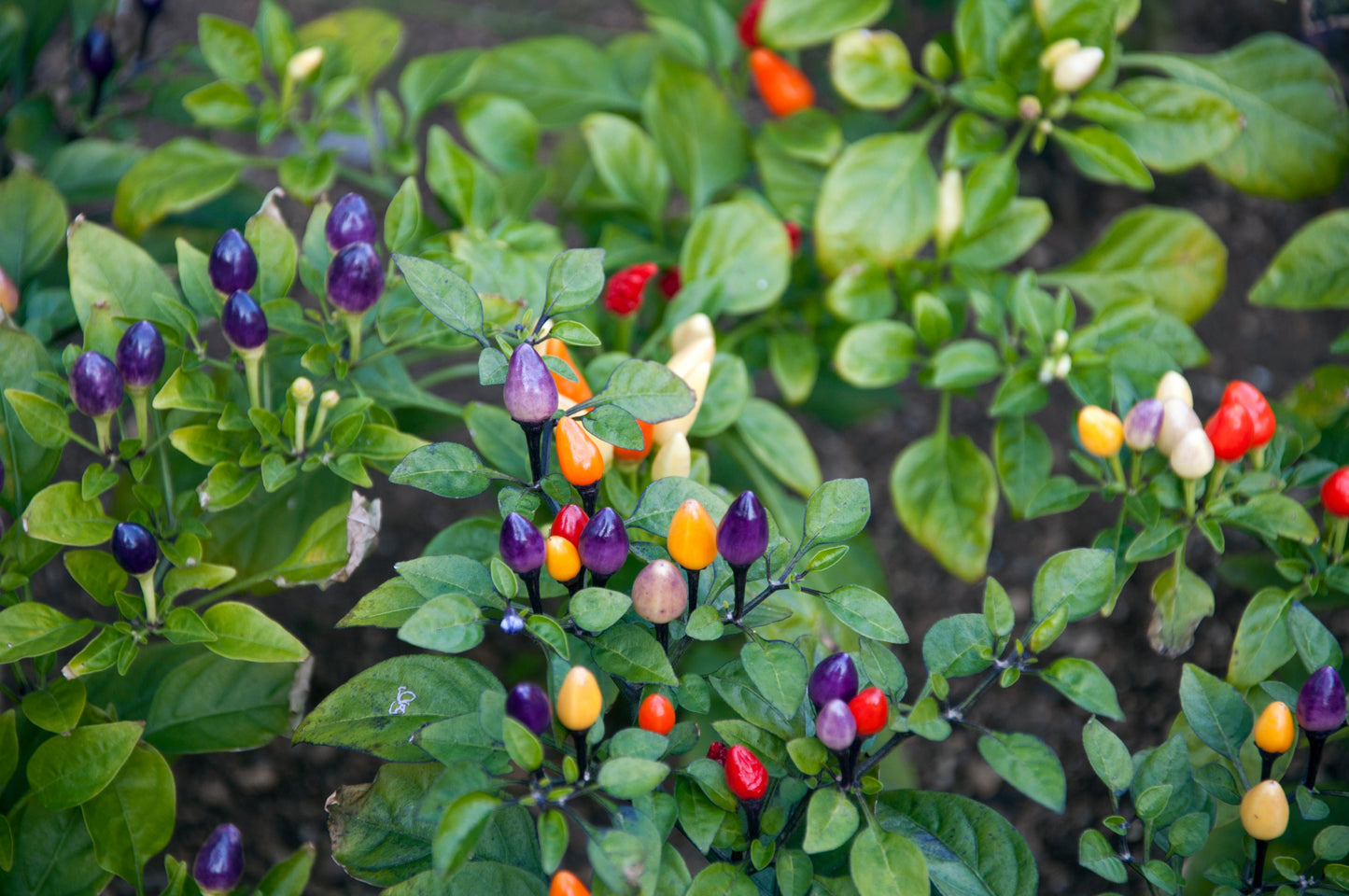 25 BOLIVIAN RAINBOW PEPPER Multi Colored Chili Capsicum Annuum Vegetable Seeds