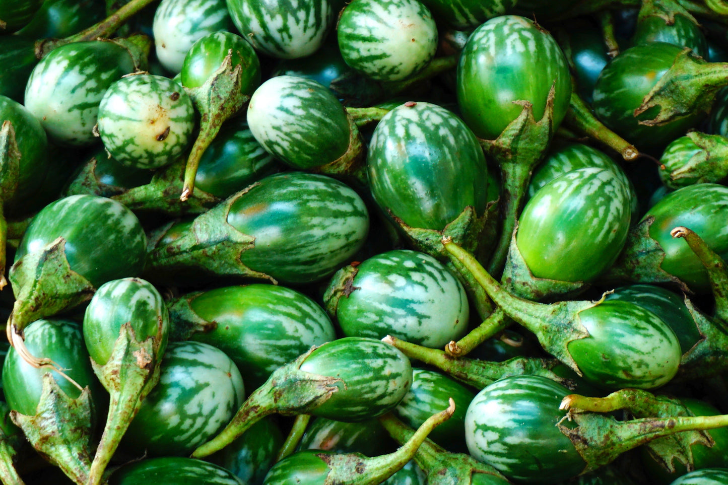 10 KERMIT EGGPLANT Green White Thai Solanum Melongena Fruit Vegetable Seeds