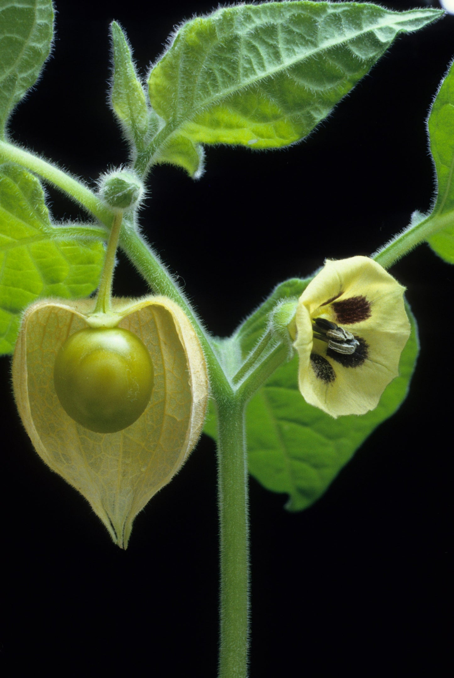200 Organic GROUND CHERRY Physalis Pruinosa ( Golden Strawberry / Chinese Lantern ) Vegetable Seeds
