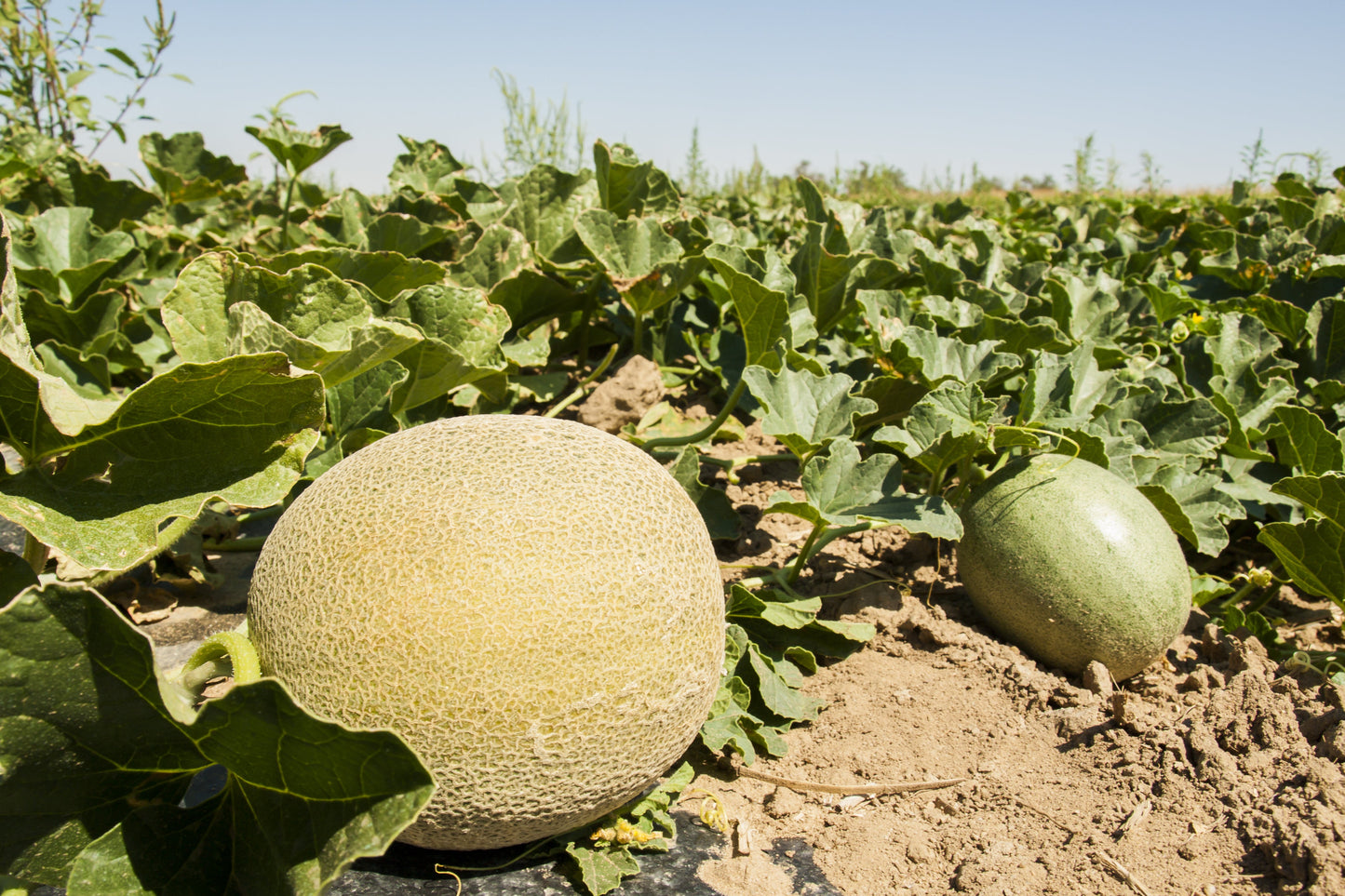75 Green Flesh ROCKY FORD CANTALOUPE Muskmelon Cucumis Melo Melon Fruit Seeds