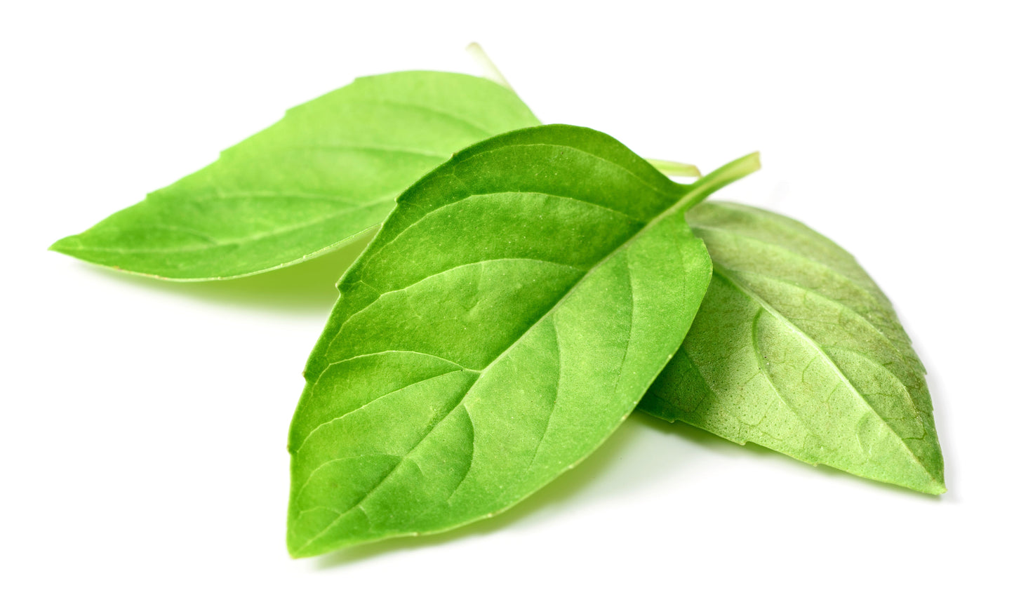 1500 LEMON BASIL Ocimum Basilicum HERB Flower Seeds