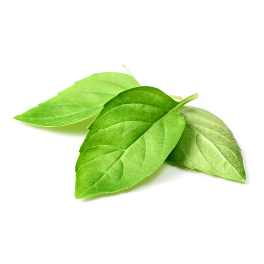 1500 LEMON BASIL Ocimum Basilicum HERB Flower Seeds
