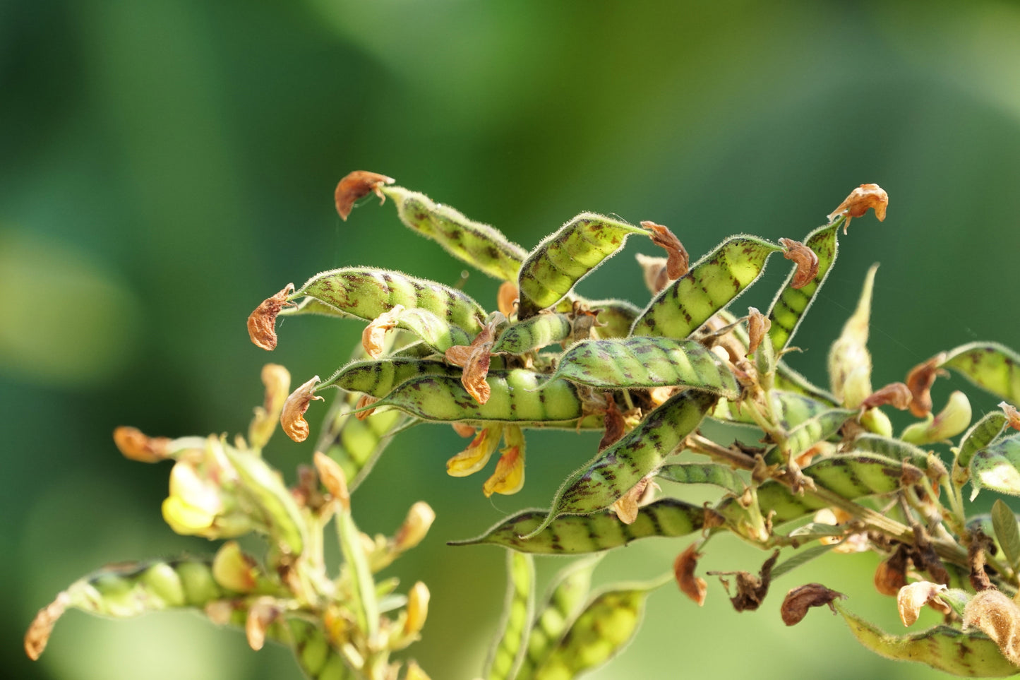30 PIGEON PEA Dhal Gungo Puerto Rico Bean Cajanus Cajan Vegetable Seeds