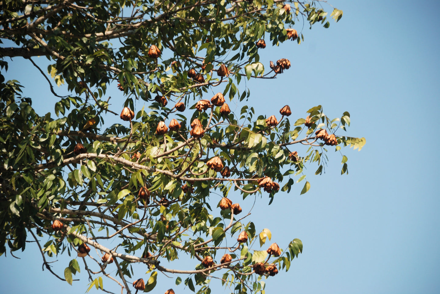 5 TRUE MAHOGANY TREE Honduran Big Leaf Sky Fruit Swietenia Macrophylla Seeds