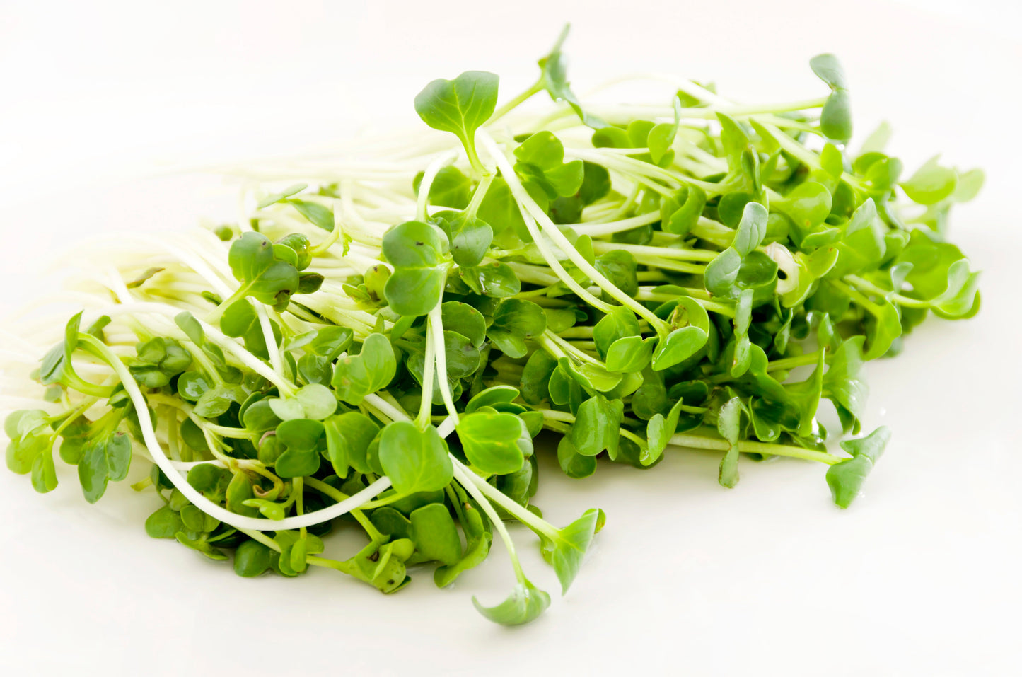 1250 WHITE ICICLE RADISH Raphanus Sativus Vegetable Seeds