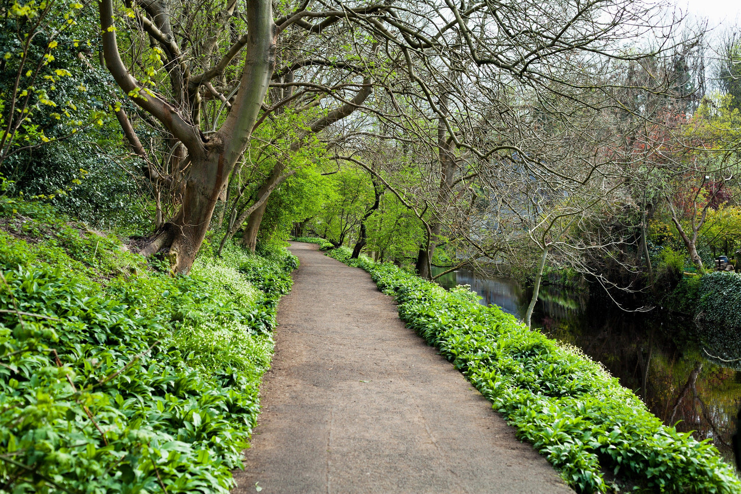 20 RAMP / WILD LEEK Allium Tricoccum Ramps Vegetable Herb White Shade Flower Seeds