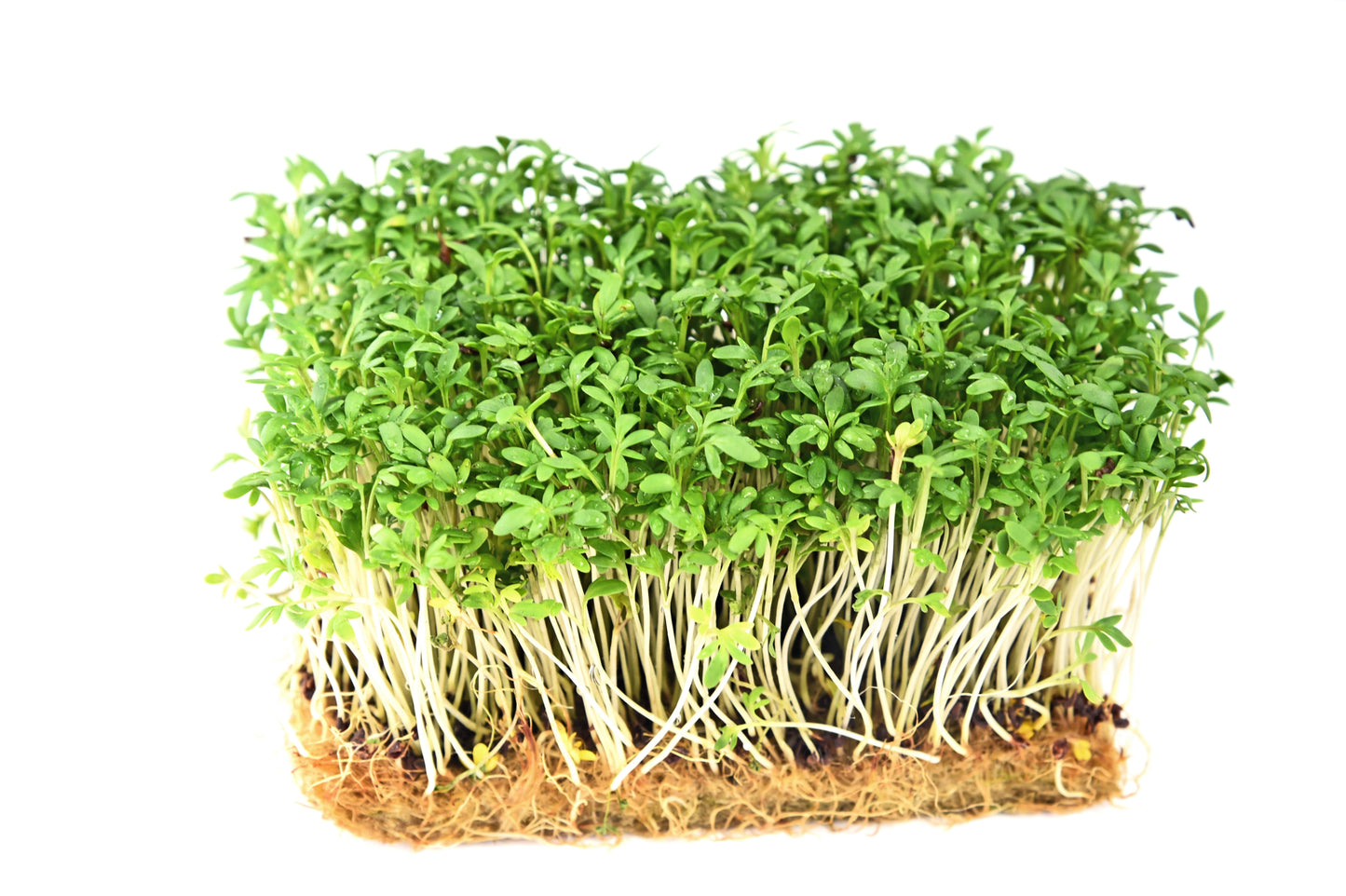 1000 Fine Curled PEPPERGRASS / PEPPERCRESS / WATERCRESS Lepidium Sativum Greens Sprouts Vegetable Sprouting Seeds