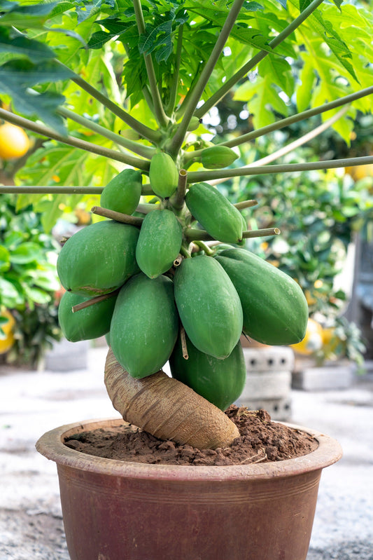 10 DWARF WAIMANALO PAPAYA Solo Hawaiian Carica Fruit Tree Houseplant Seeds