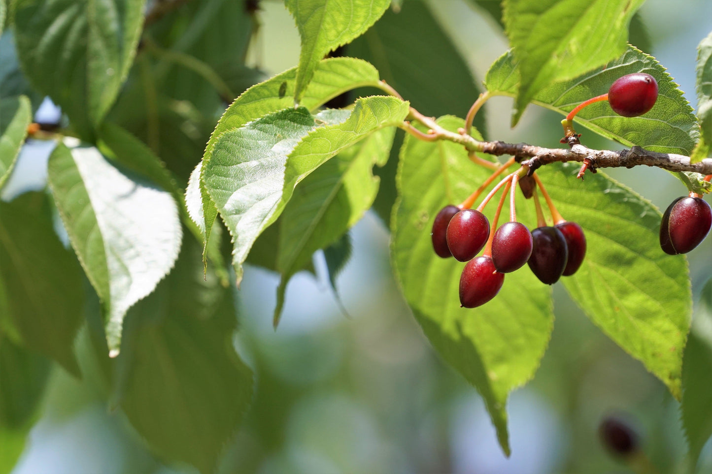 5 HIMALAYAN CHERRY Prunus Cerasoides Pink Flowers Red Fruit Tree Seeds