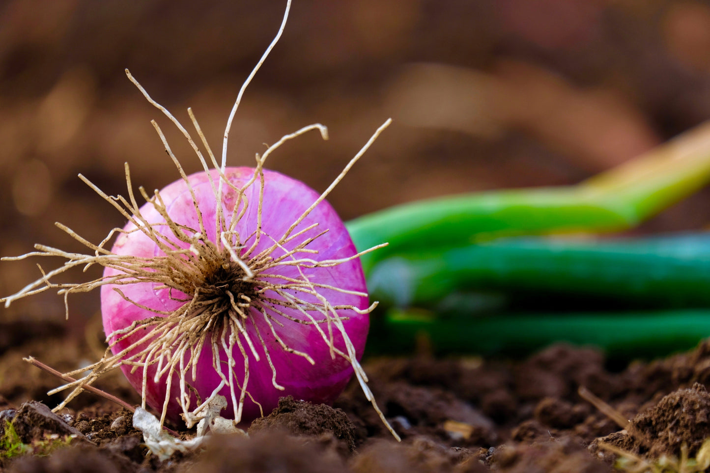 250 RED BURGUNDY ONION Allium Cepa Vegetable Seeds