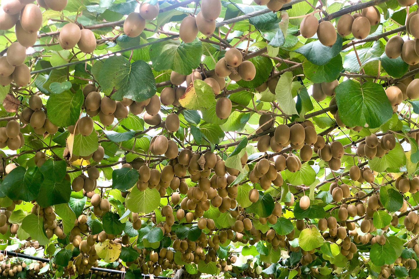100 KIWI FRUIT Kiwi Actinidia Vine Seeds (Kiwifruit / Hardy Kiwi / Tara Vine / Yang Tao / Chinese Gooseberry / Chinese Strawberry)