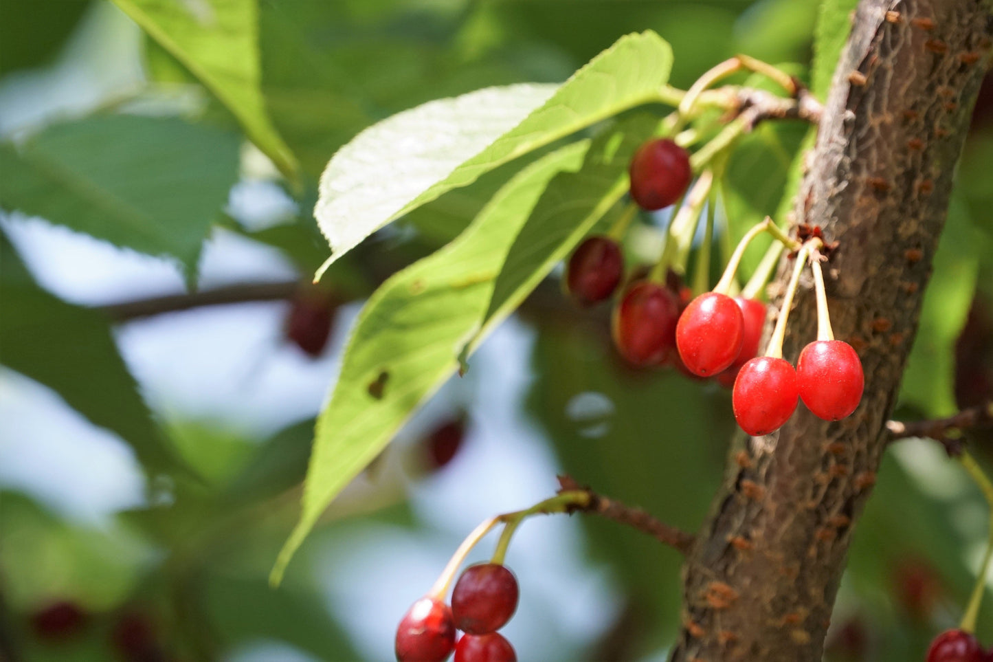 5 HIMALAYAN CHERRY Prunus Cerasoides Pink Flowers Red Fruit Tree Seeds