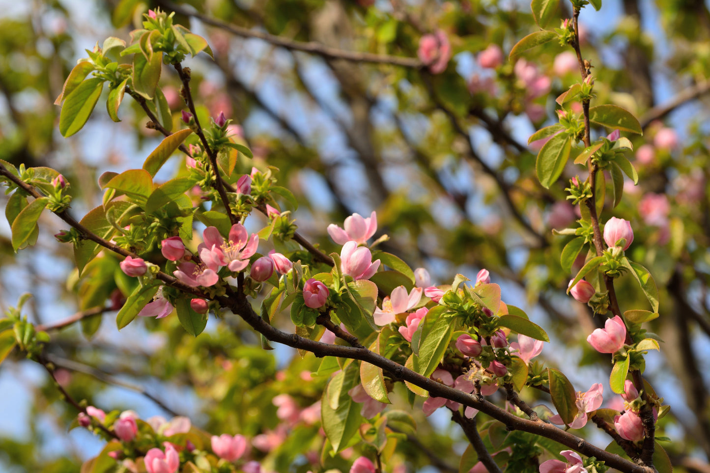 20 Chinese QUINCE FRUIT TREE Chaenomeles Sinensis Pseudocydonia Fruit Flower Seeds Thornless