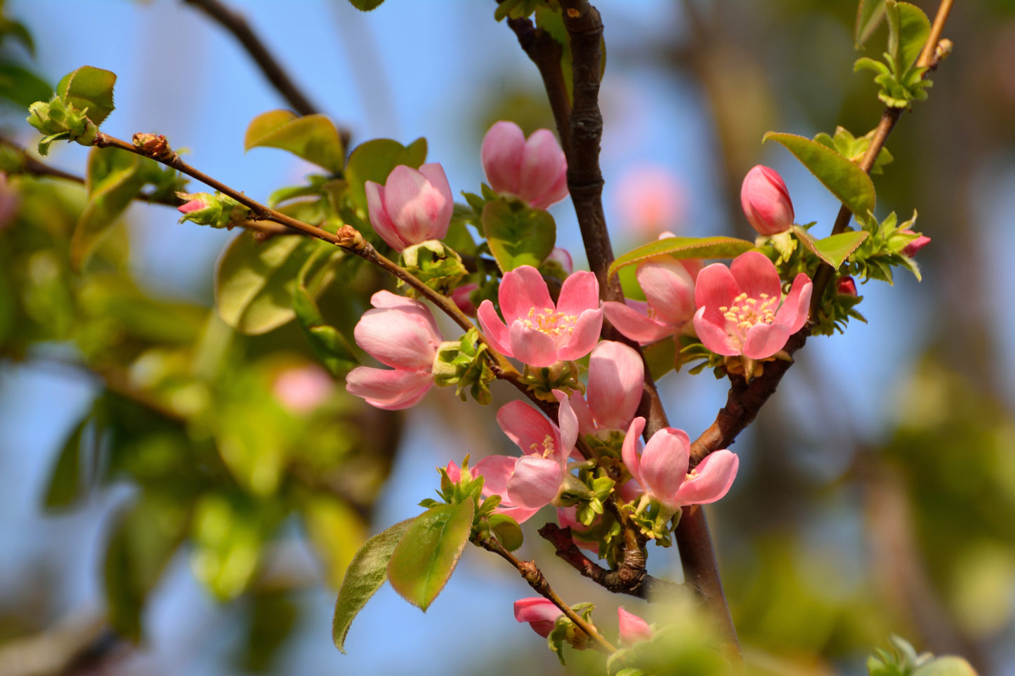 20 Chinese QUINCE FRUIT TREE Chaenomeles Sinensis Pseudocydonia Fruit Flower Seeds Thornless