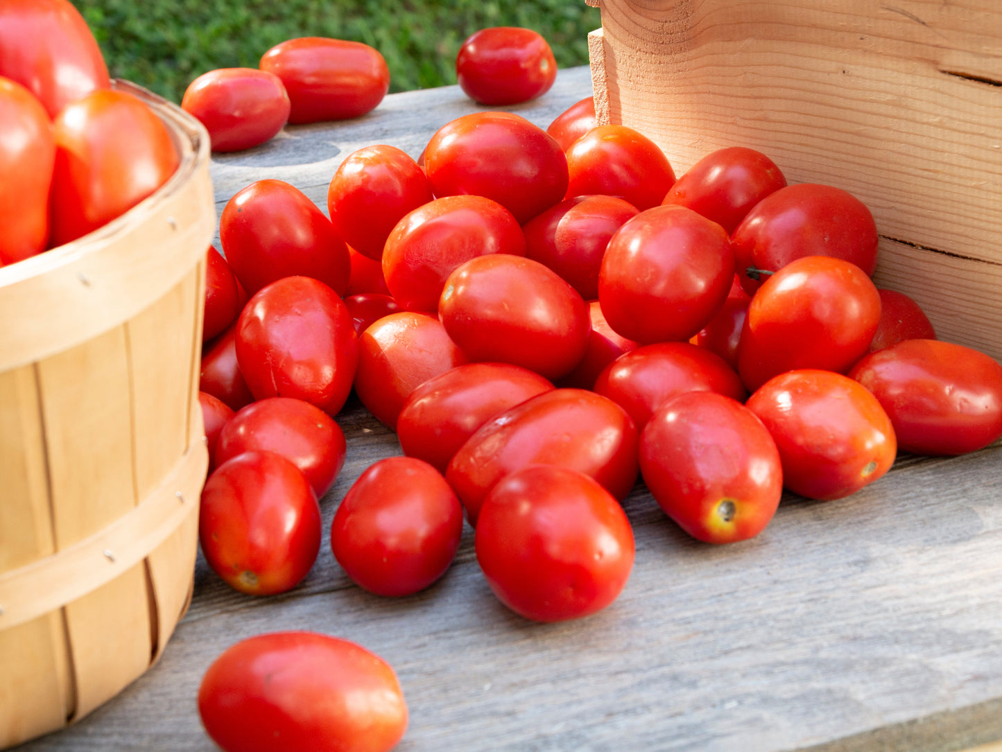 500 ITALIAN ROMA TOMATO Lycopersicon Lycopersicum Fruit Vegetable Seeds