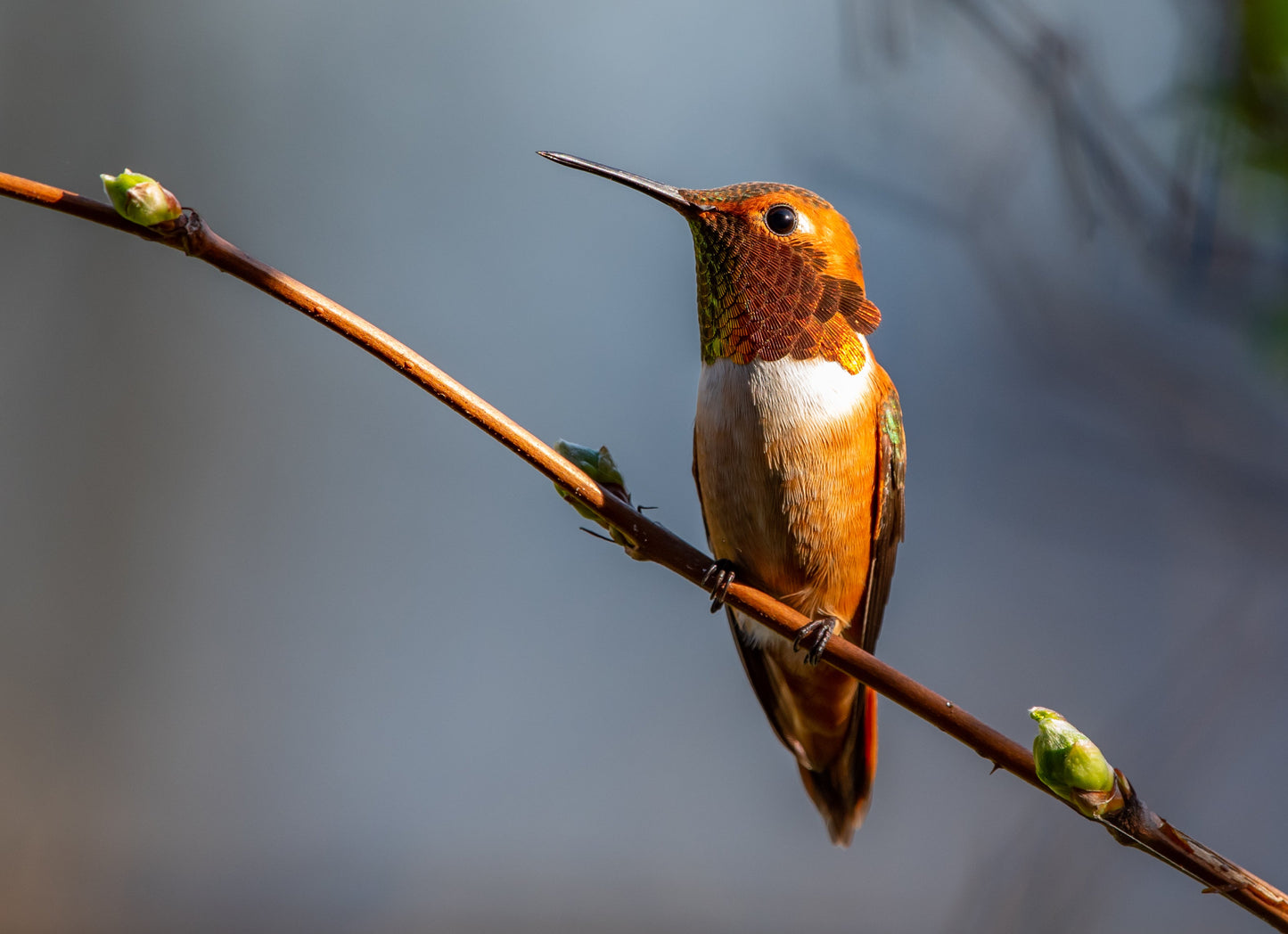 20 SALMONBERRY RUSSIAN RASPBERRY Rubus Spectabilis Fruit Seeds Purple Flowers