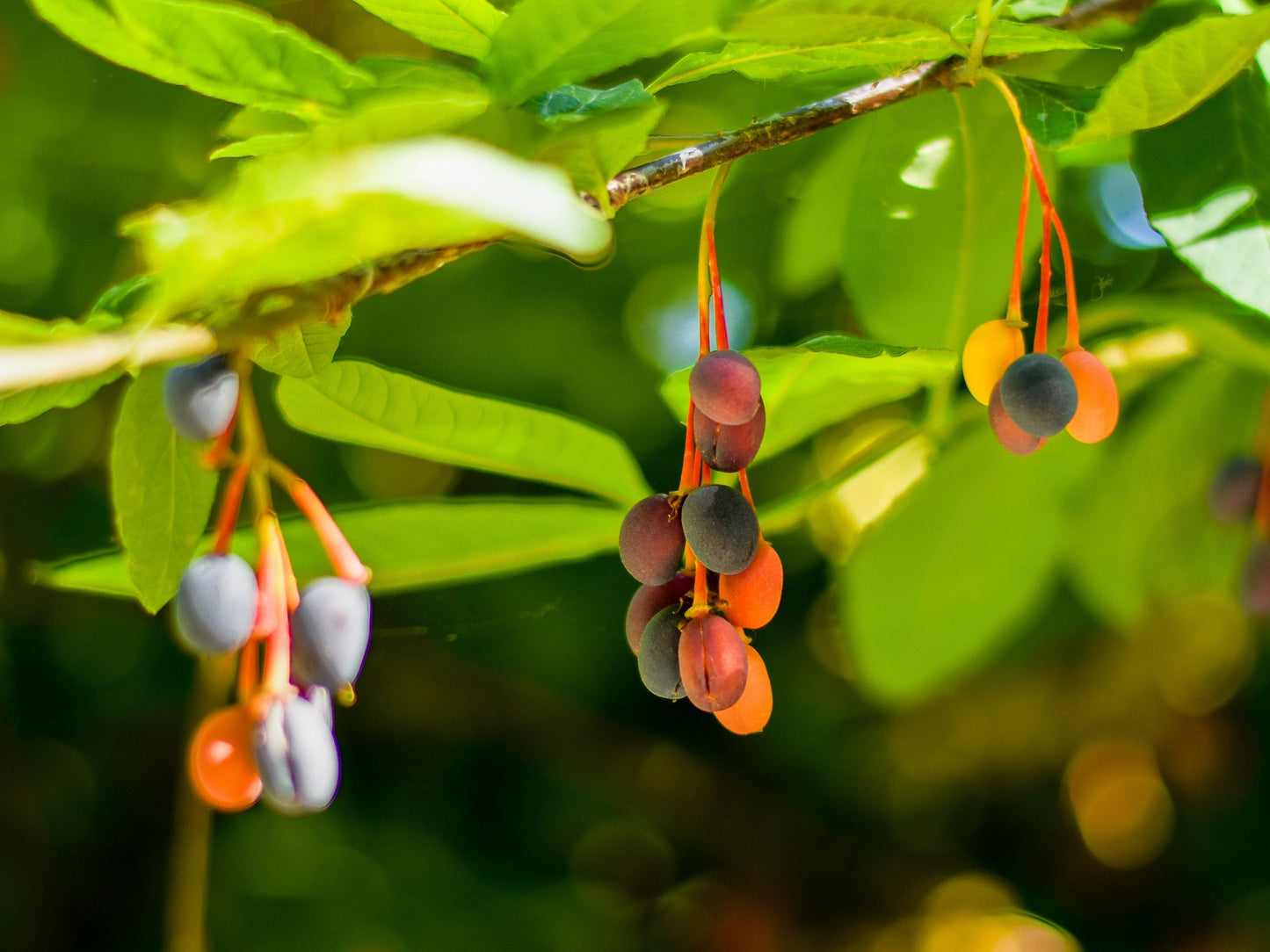 15 INDIAN PLUM Osoberry Oregon Oso Berry Oemleria Cerasiformis Fruit Shrub Seeds